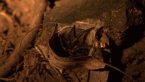 Brisbane Tube Spider -