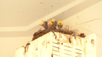 Welcome Swallow Nestlings