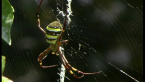 Saint Andrew's Cross Spider
