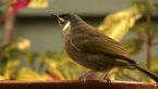 Lewin's Honeyeater