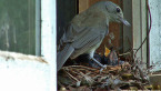 Grey Shrike-thrush