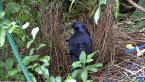 Bowerbird in Bower