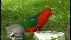 Male King Parrot