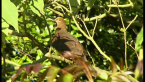Brown Cuckoo-dove