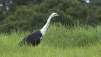 White-necked Heron