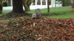 Tawny Frogmouths on Wood Chip Pile