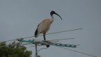 Australian White Ibis
