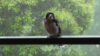 Pied Butcherbird