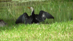 Little Pied Cormorant