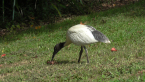 Australian White Ibis