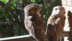 Tawny Frogmouths on my Balcony