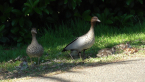 Adult Wood Ducks and Ducklings