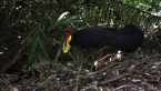 Brush Turkey