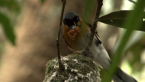 Spectacled Monarch
