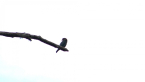 Dollar Bird