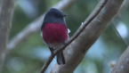 Rose Robin