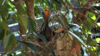 Lewin's Honeyeater Chick