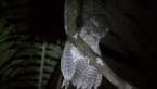 Marbled Frogmouth
