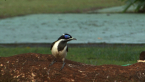 Blue-faced Honeyeater