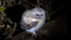 Southern Boobook Nestling