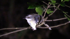 White-browed Scrub Wren
