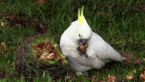 Sulphur-crested Cockatoo