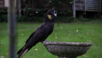 Yellow-tailed Black Cockatoo