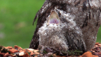 Tawny Frogmouth Nestling