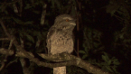 Tawny Frogmouth