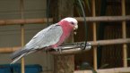 Galah