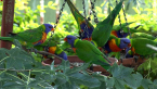 Rainbow Lorikeets
