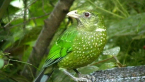 Green Catbird