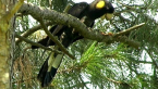 Yellow-tailed Black Cockatoo