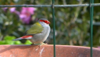 Red-browed Finch
