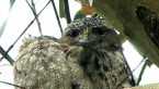 Tawny Frogmouths