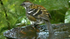 Australian Log Runner