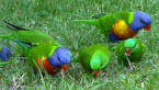 Rainbow and Scaly-breasted Lorikeets