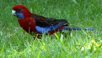Crimson Rosella