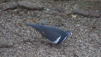 Wonga Pigeon
