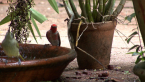 Male Scarlet Honeyeater
