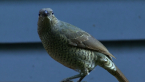 Female Satin Bowerbird
