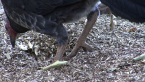 Turkey Foot