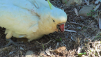 Sulphur-crested Cockatoo