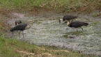 White-necked Heron &amp; Straw-necked Ibis