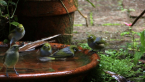 Silvereyes