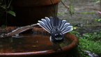 Grey Fantail