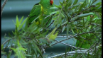 Scaly-breasted Lorikeet