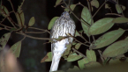 Female Australasian Figbird