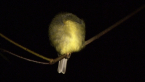 Pale-yellow Robin