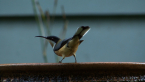 Eastern Spinebill